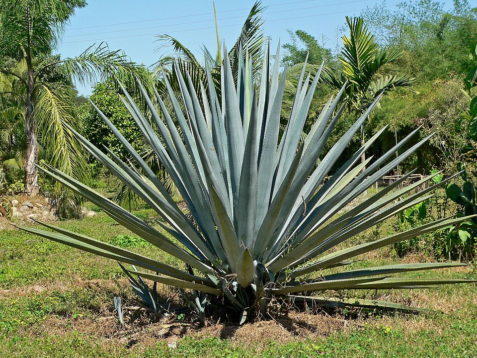 Tequila Agave