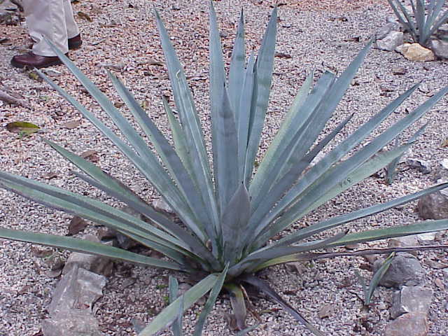 Tequila Agave