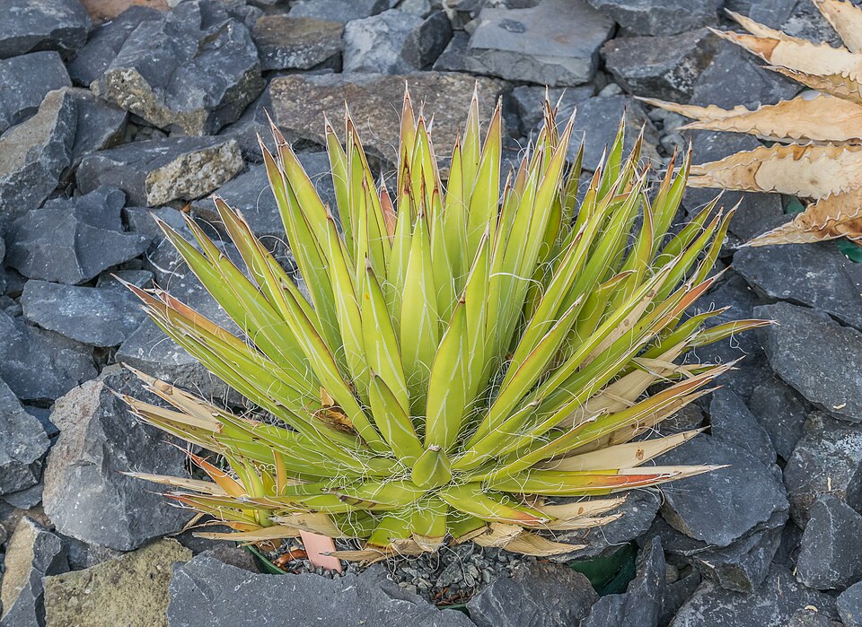 Toumey's Century Plant