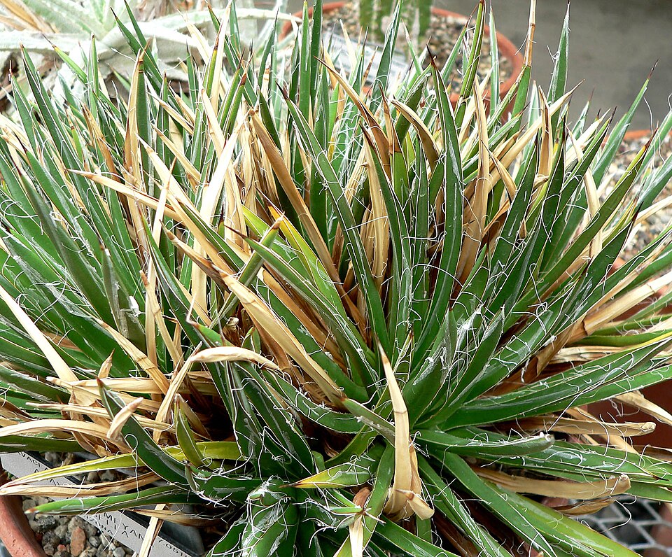 Toumey's Century Plant