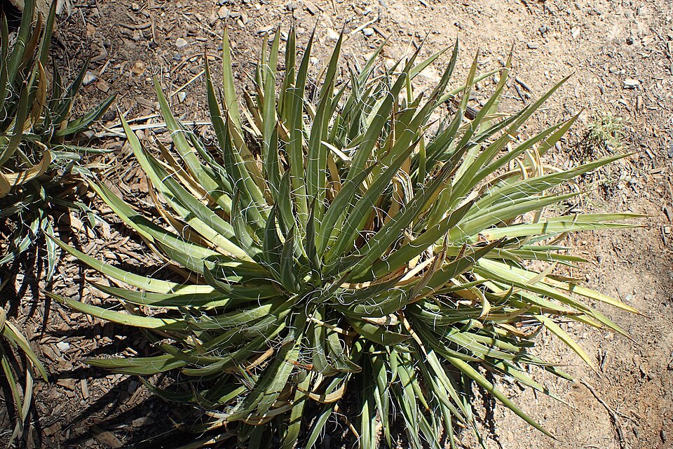 Toumey's Century Plant