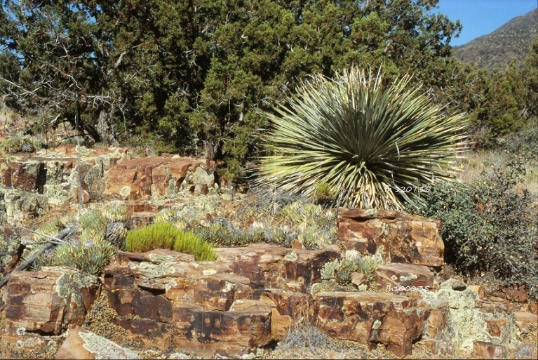 Toumey's Century Plant