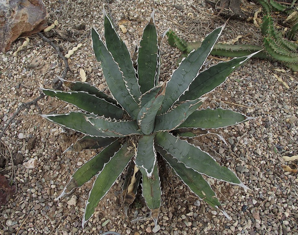McKelvey's Century Plant