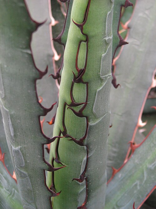 McKelvey's Century Plant