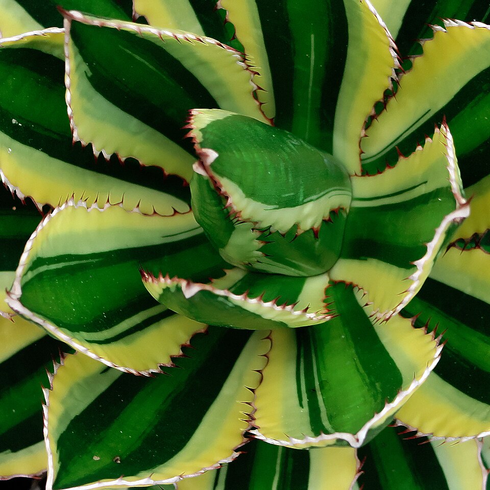 McKelvey's Century Plant