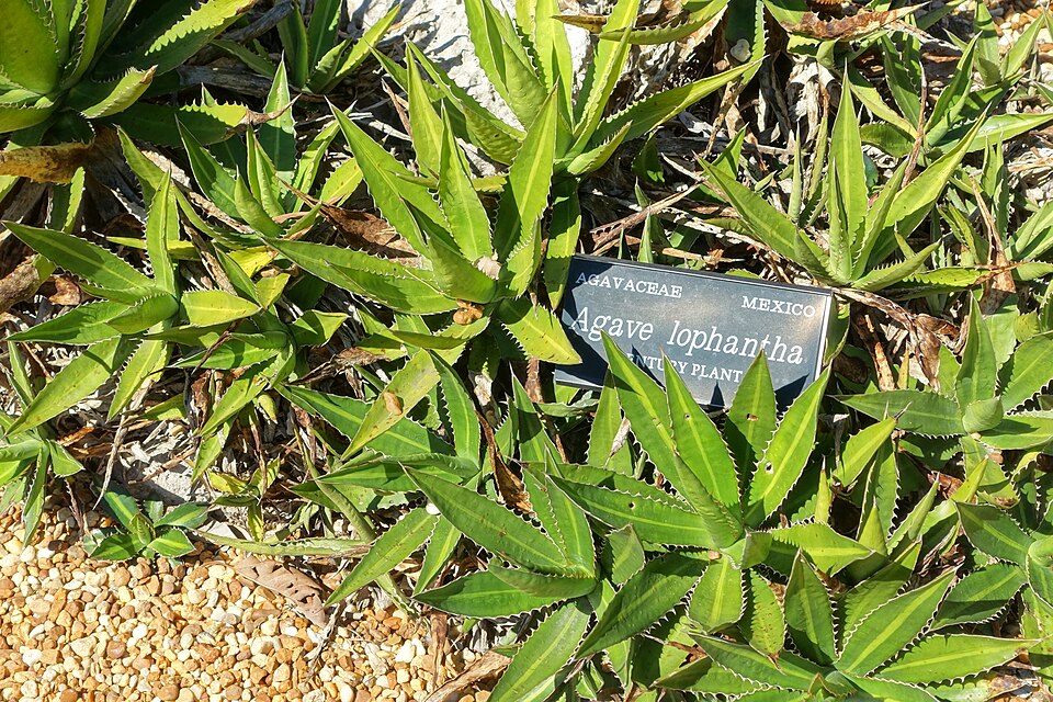 McKelvey's Century Plant