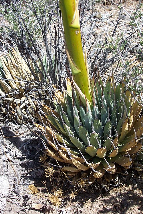 Utah Agave