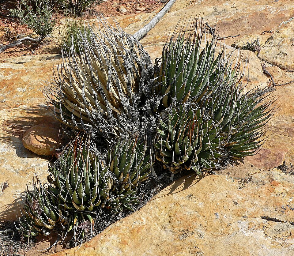 Utah Agave