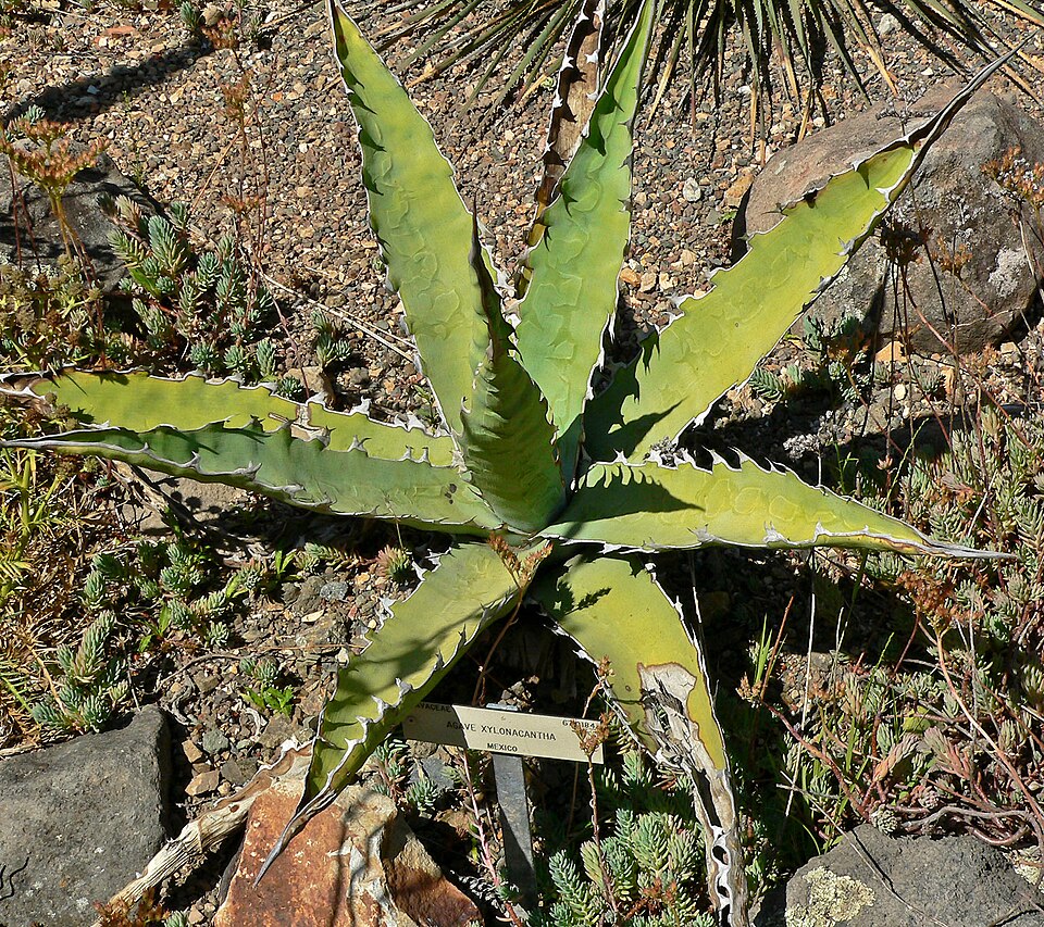 Century Plant