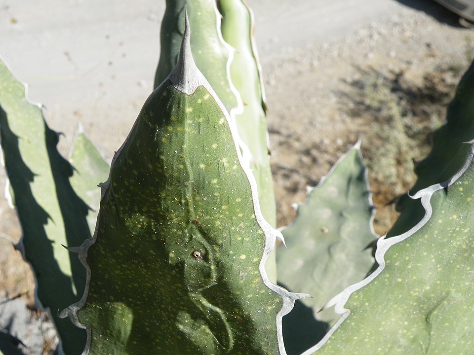 Century Plant