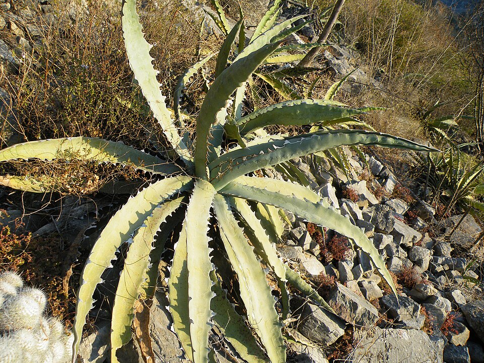 Century Plant