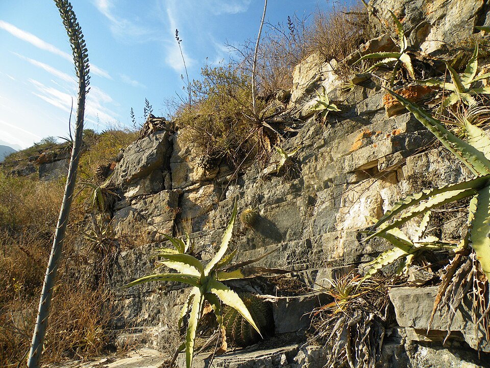 Century Plant