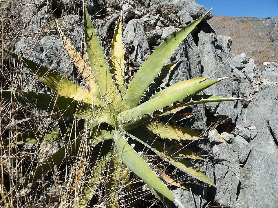 Century Plant