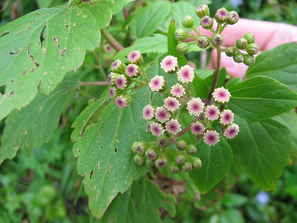 Snakeroot