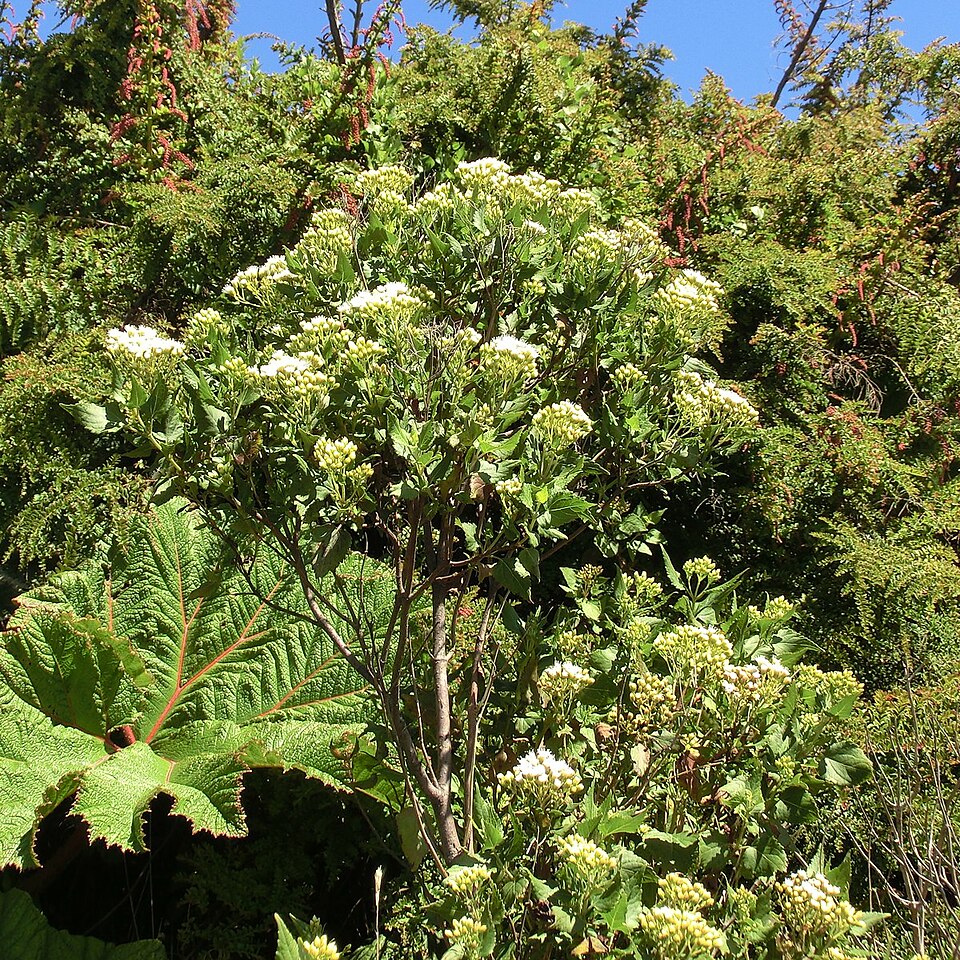 Snakeroot
