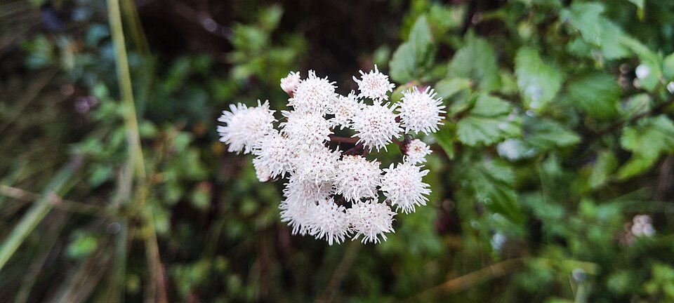 Snakeroot