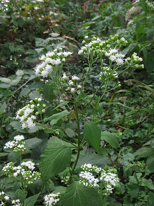 White Snakeroot