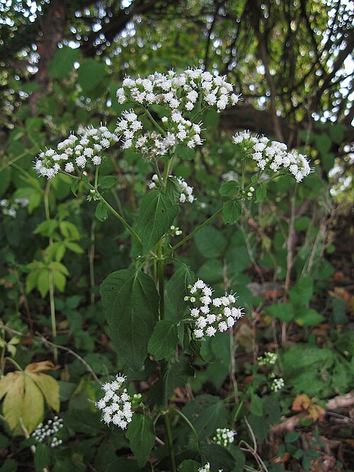 White Snakeroot
