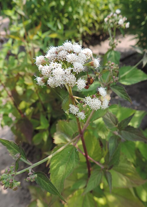 Lesser Snakeroot