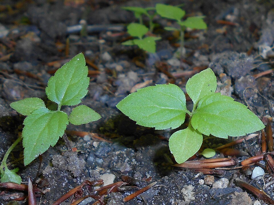 Lesser Snakeroot