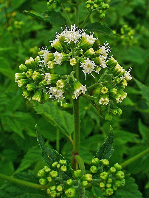 Lesser Snakeroot