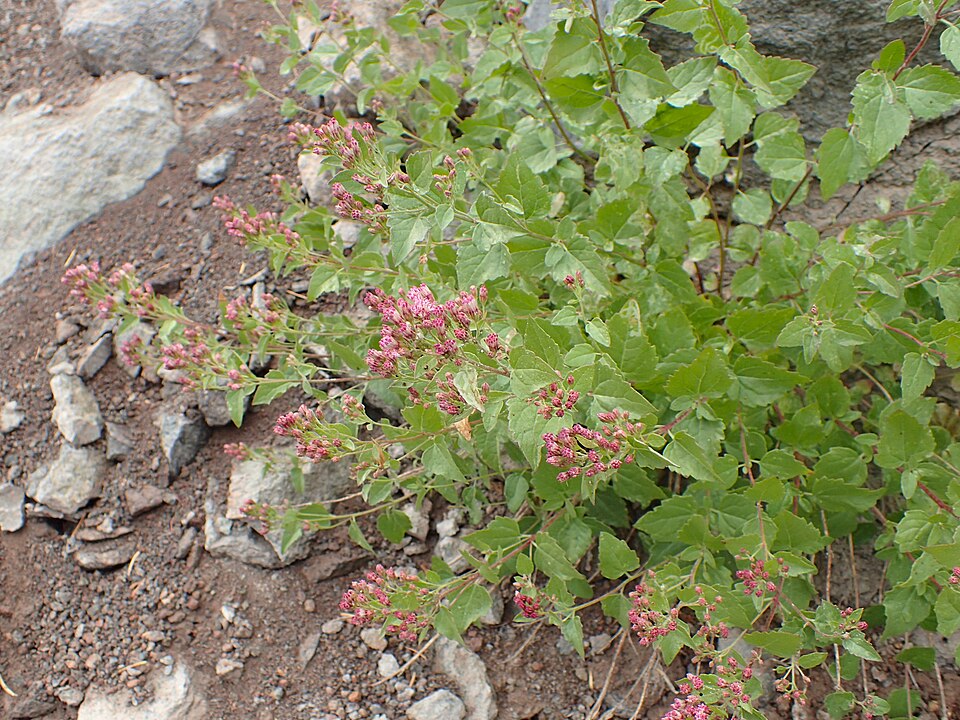 Western Snakeroot