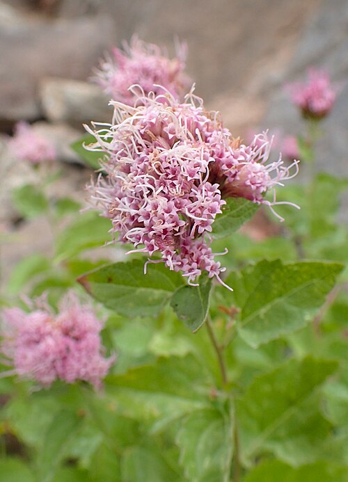 Western Snakeroot