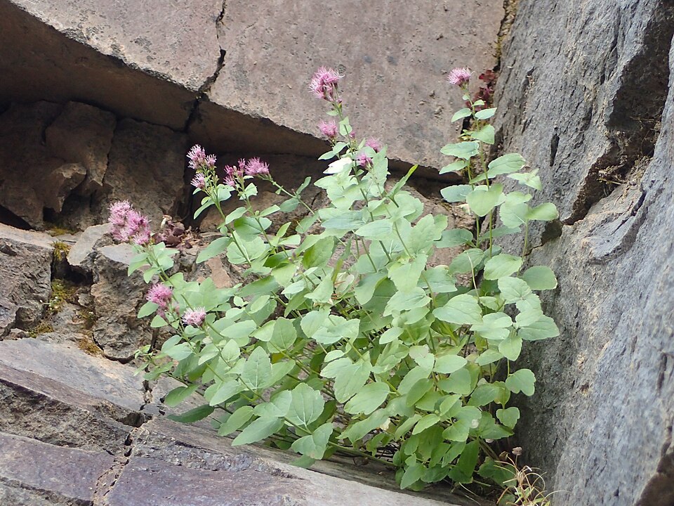 Western Snakeroot