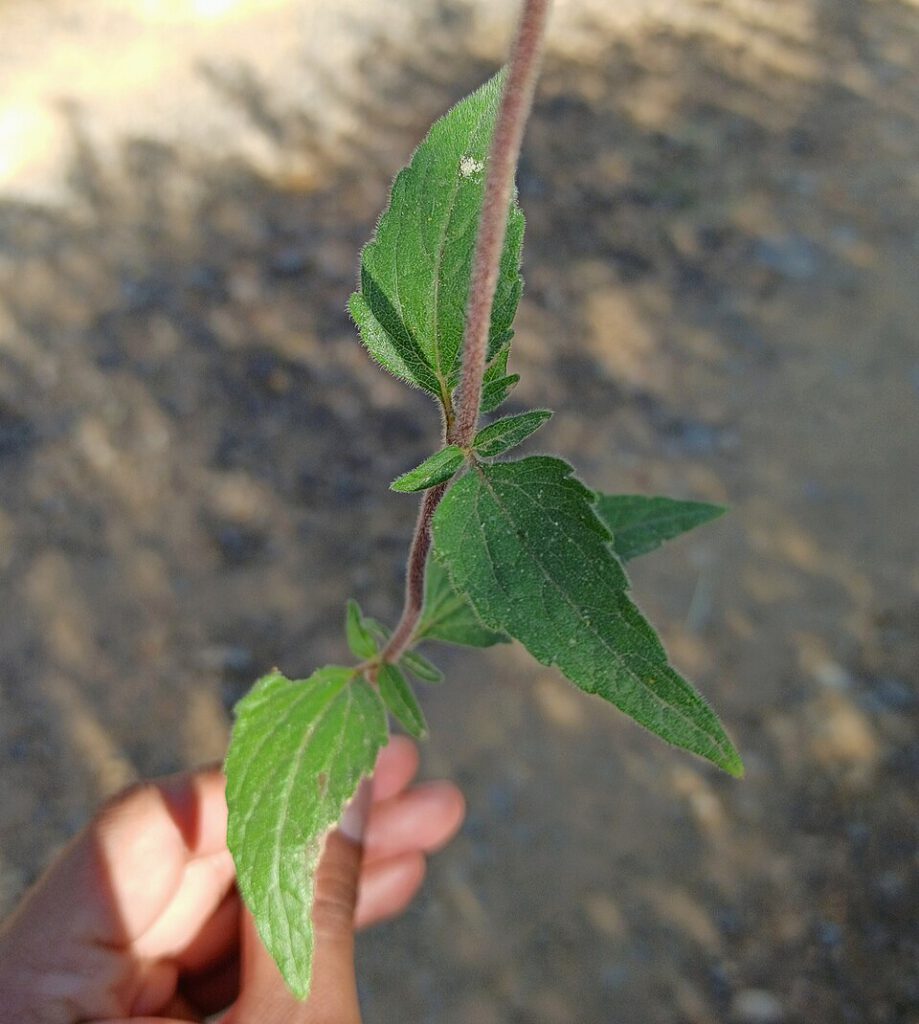 Flat-top Whiteweed