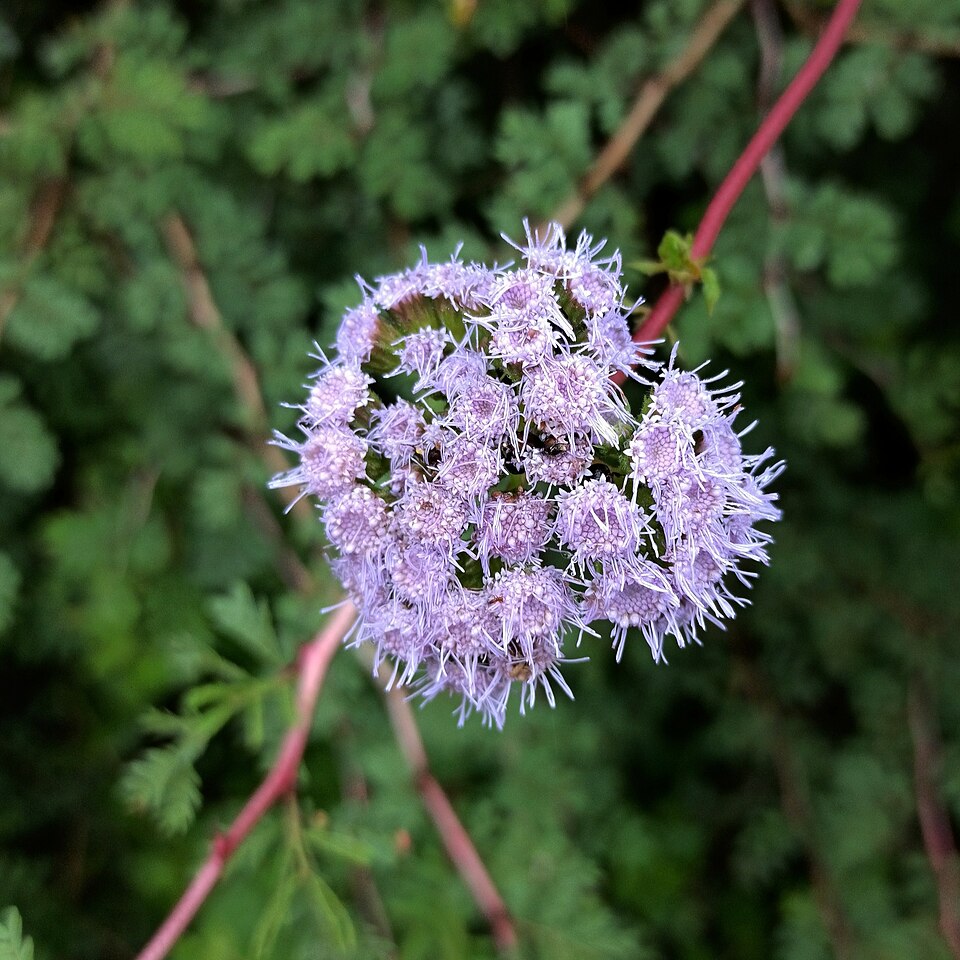 Flat-top Whiteweed