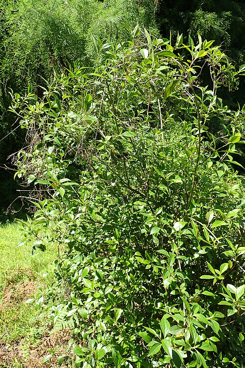 Flat-top Whiteweed