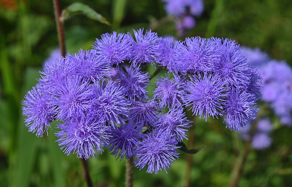 Bluemink