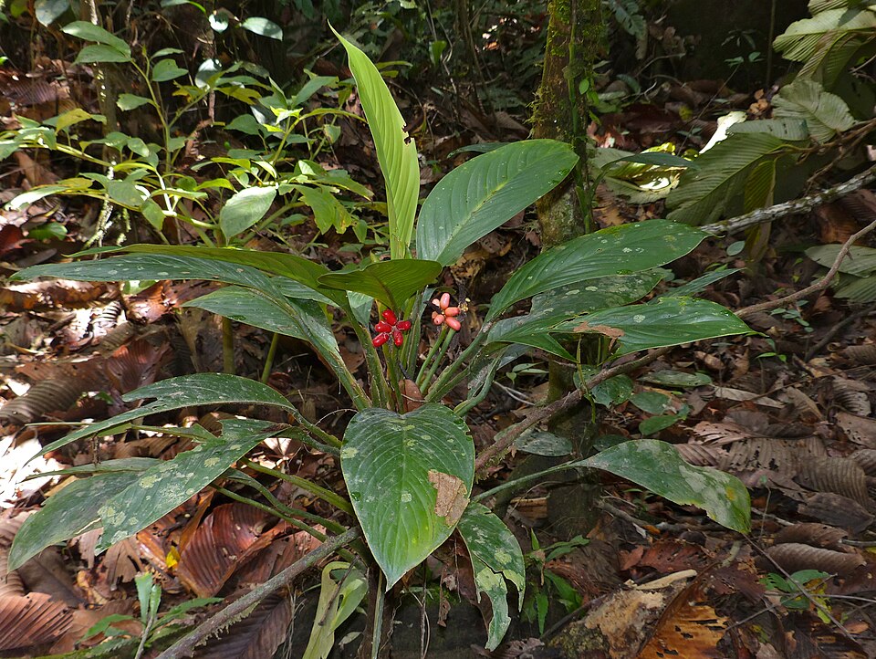 Aglaonema