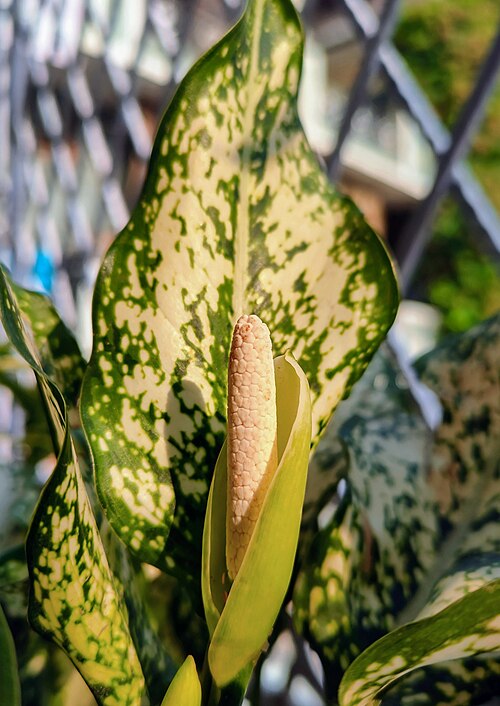 Aglaonema