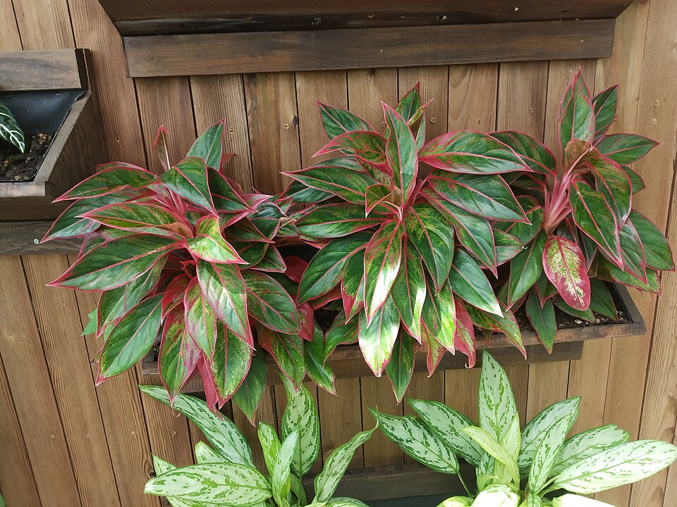 Aglaonema