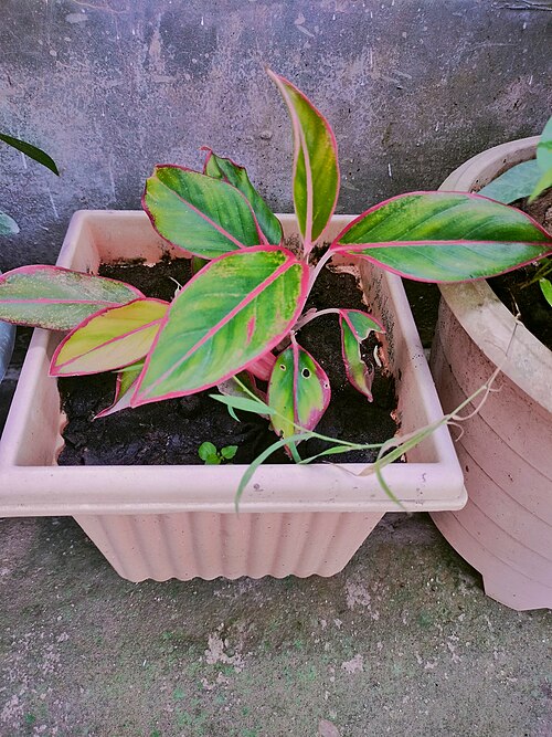 Aglaonema