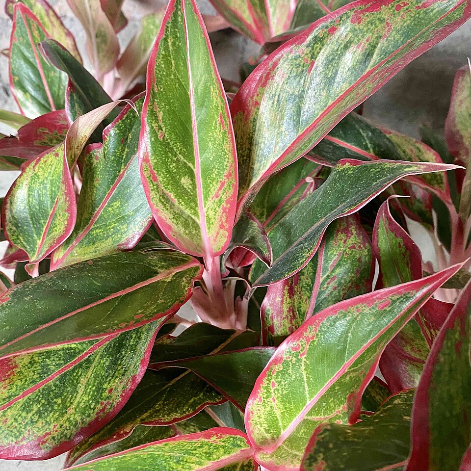 Philippine Evergreen