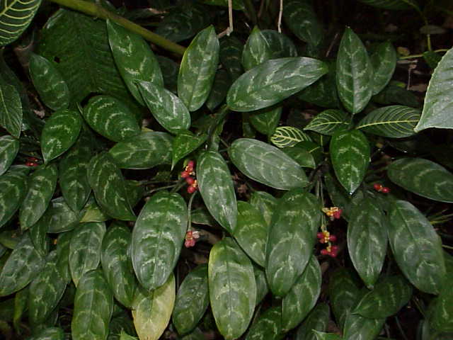 Philippine Evergreen