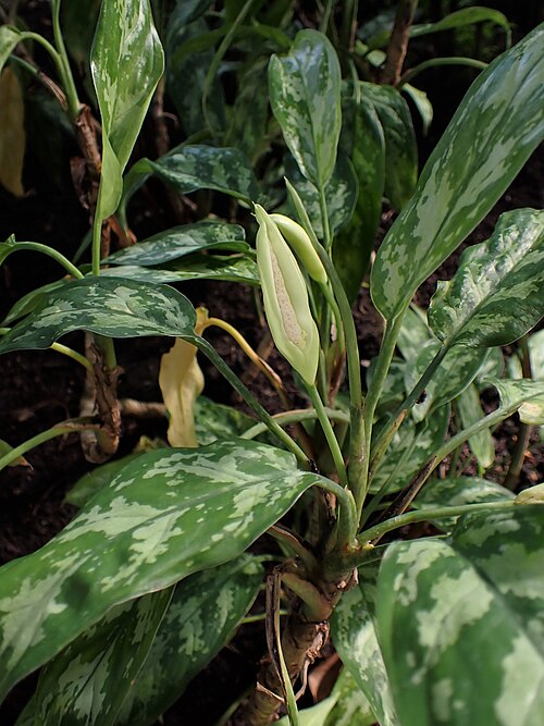 Philippine Evergreen