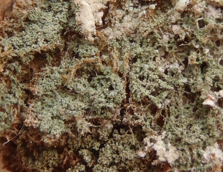 Agonimia Lichen