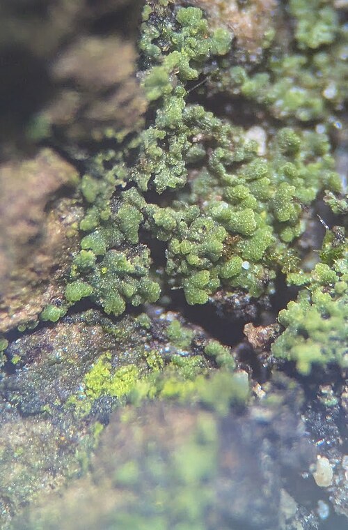 Agonimia Lichen