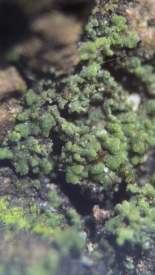 Agonimia Lichen