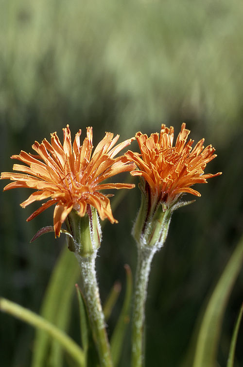 Orange Agoseris