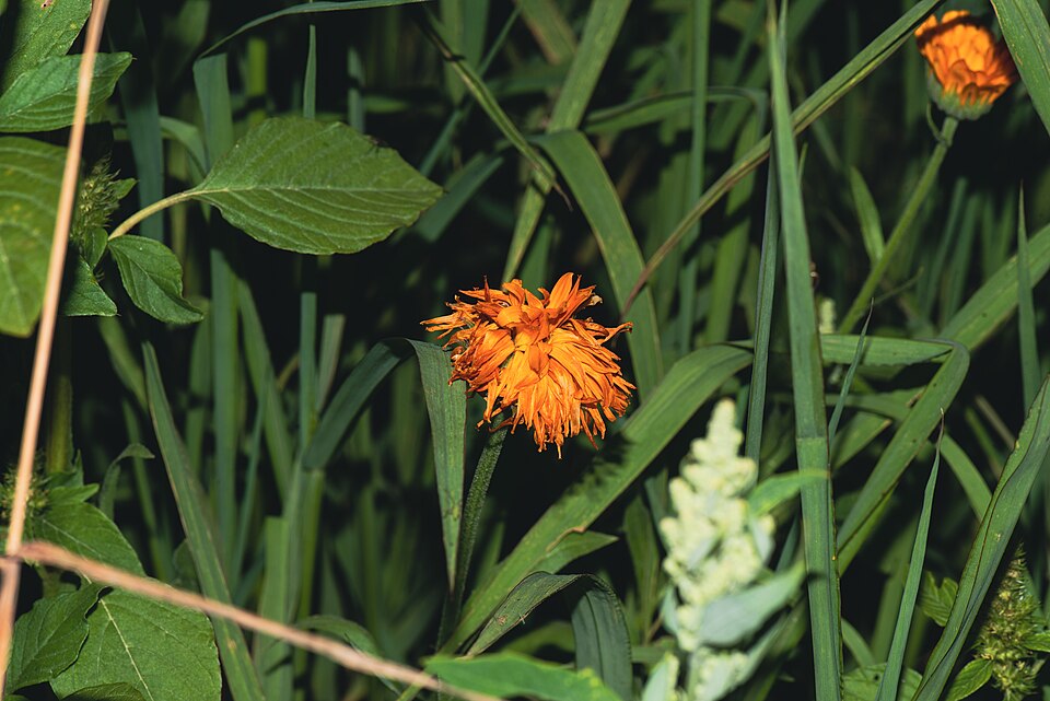 Orange Agoseris