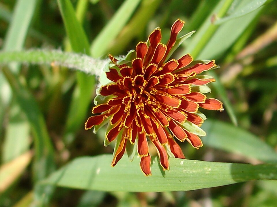 Orange Agoseris