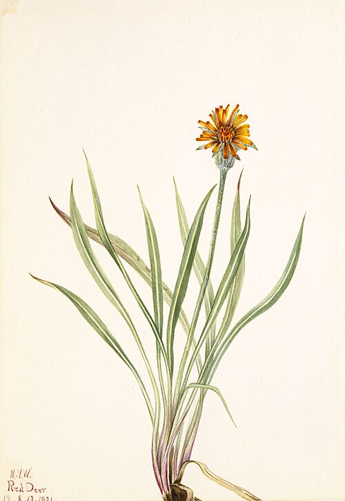 Orange Agoseris