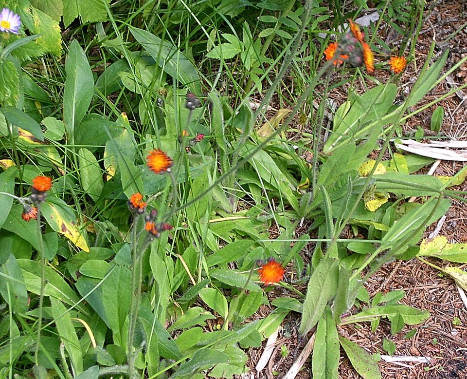 Orange Agoseris