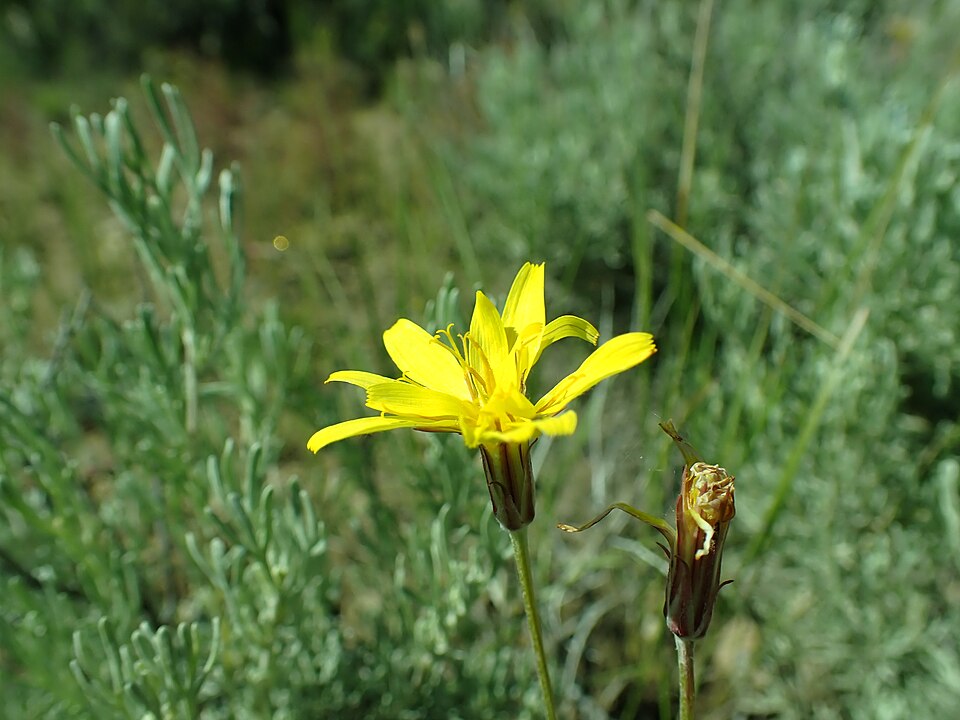Pale Agoseris