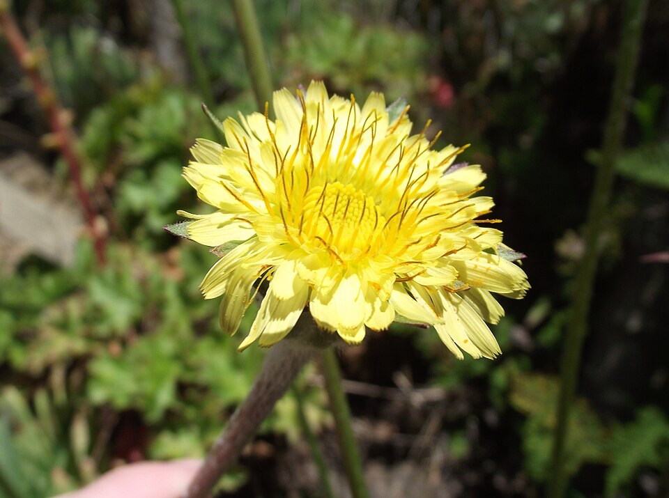 Bigflower Agoseris