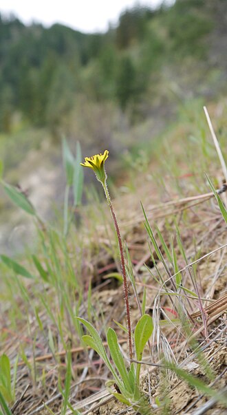 Annual Agoseris
